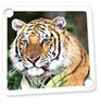 Wild Tiger Tour